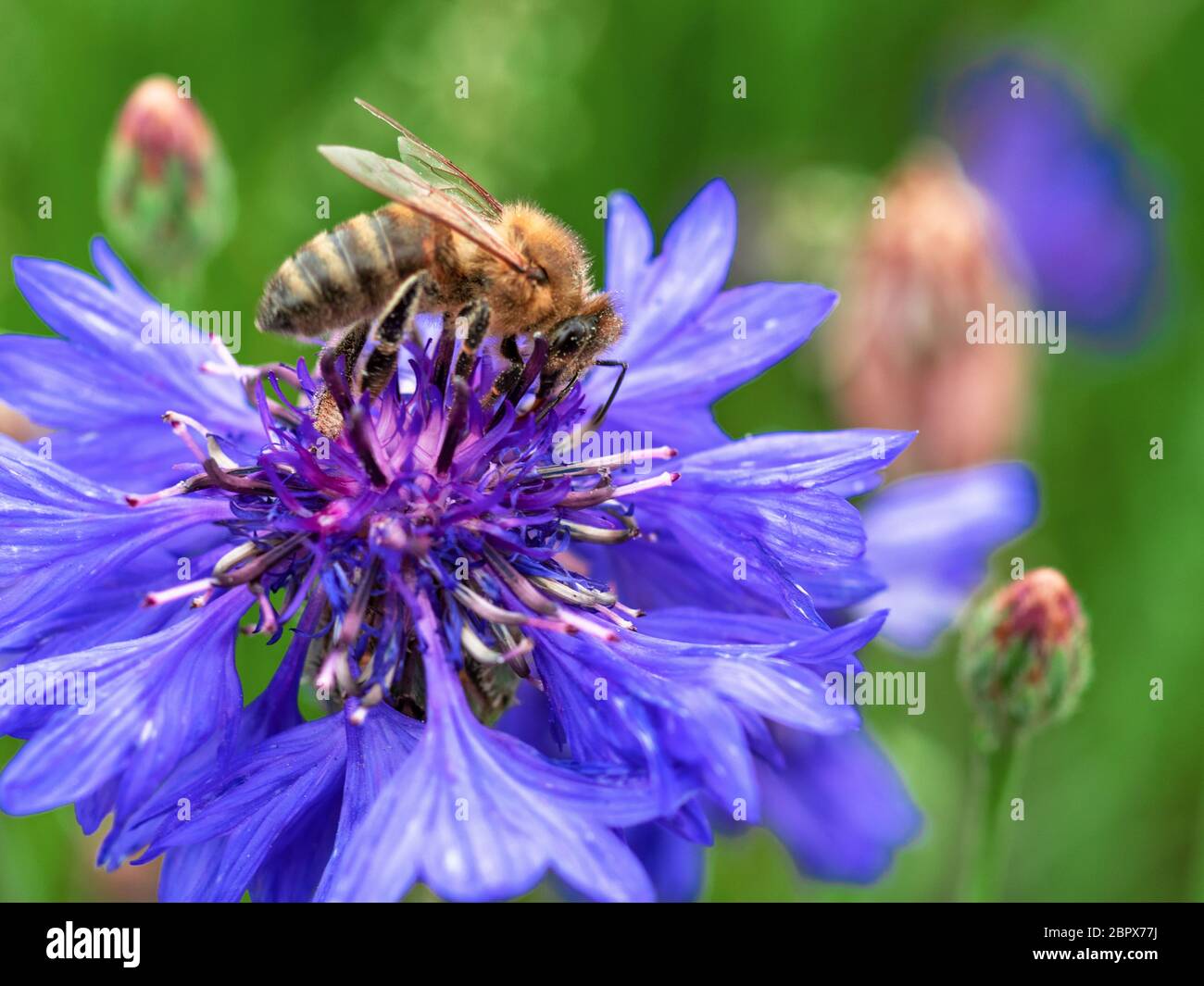 close up of bee resting on a cornflower Stock Photo