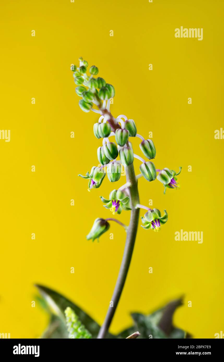 Beautiful yellow-purple  flowers of ledebouria socialis -silver squill or wood hyacinth - on yellow background Stock Photo