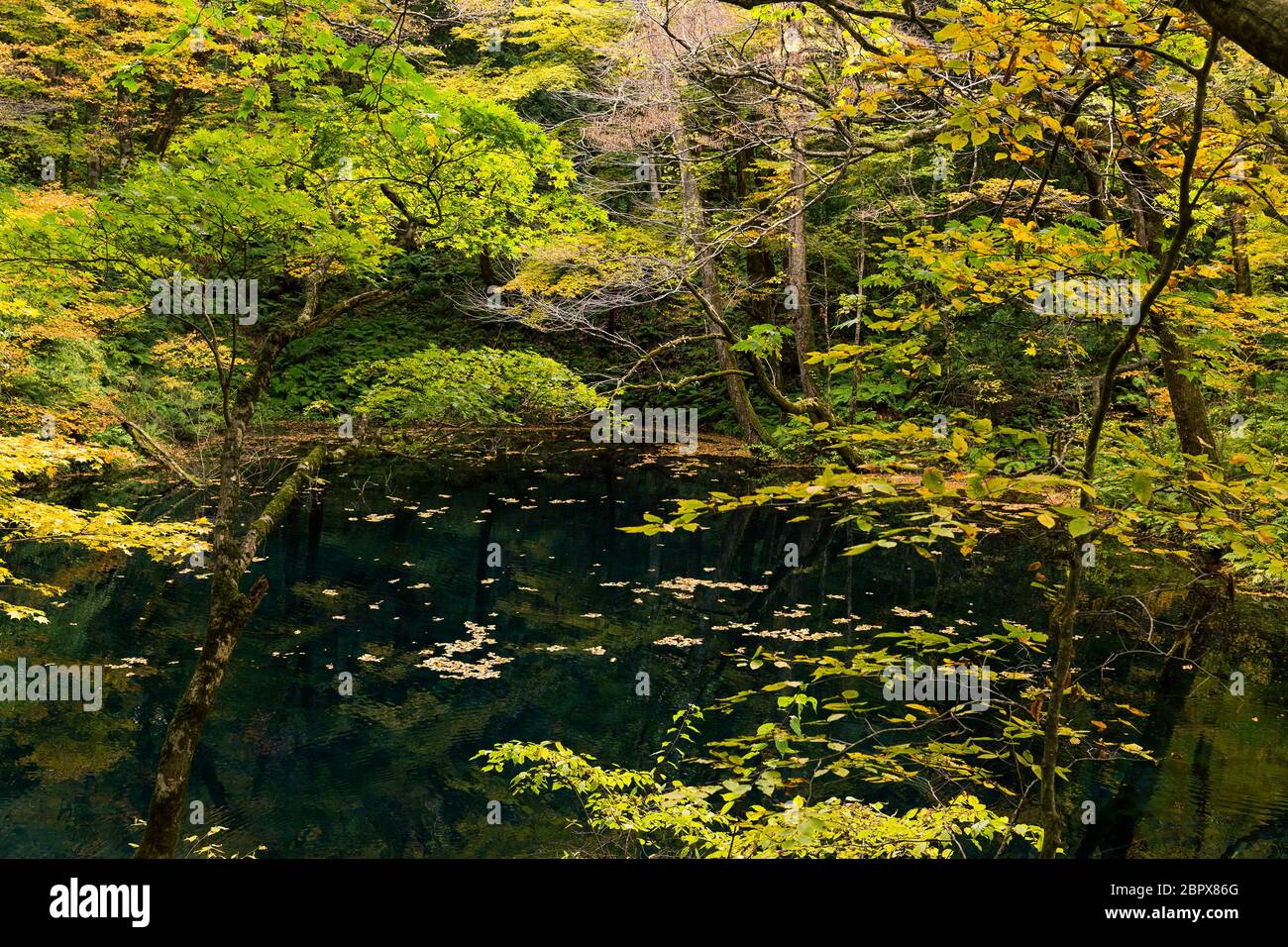 Autumn Lake and forest Stock Photo - Alamy