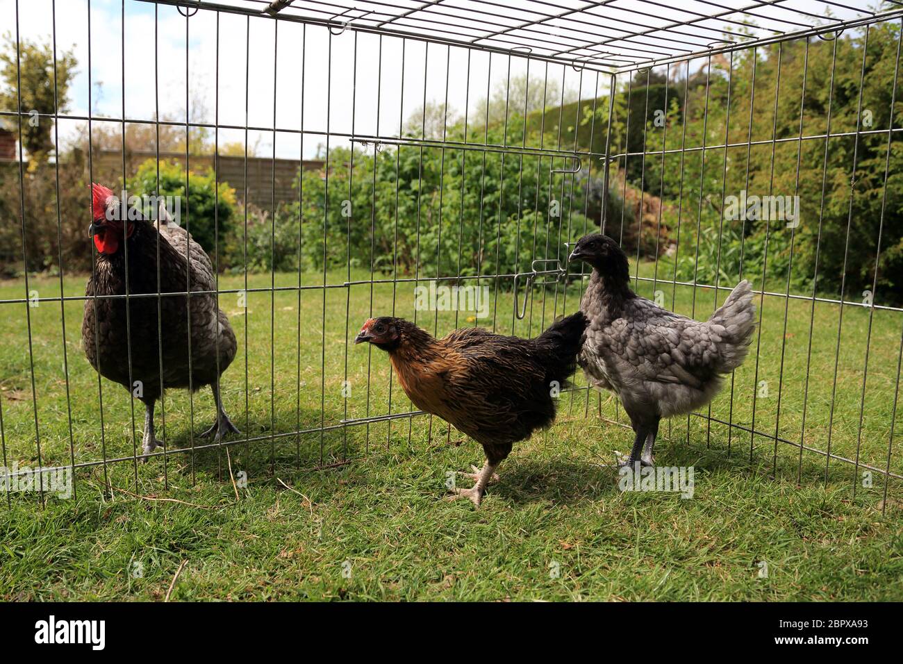10 week old pet chickens being introduced to an older hen in a garden