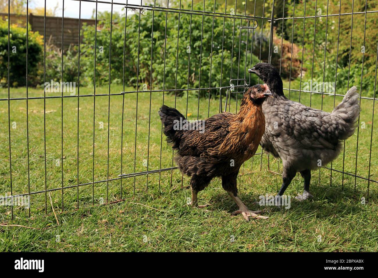 10 week old pet chickens being introduced to an older hen in a garden