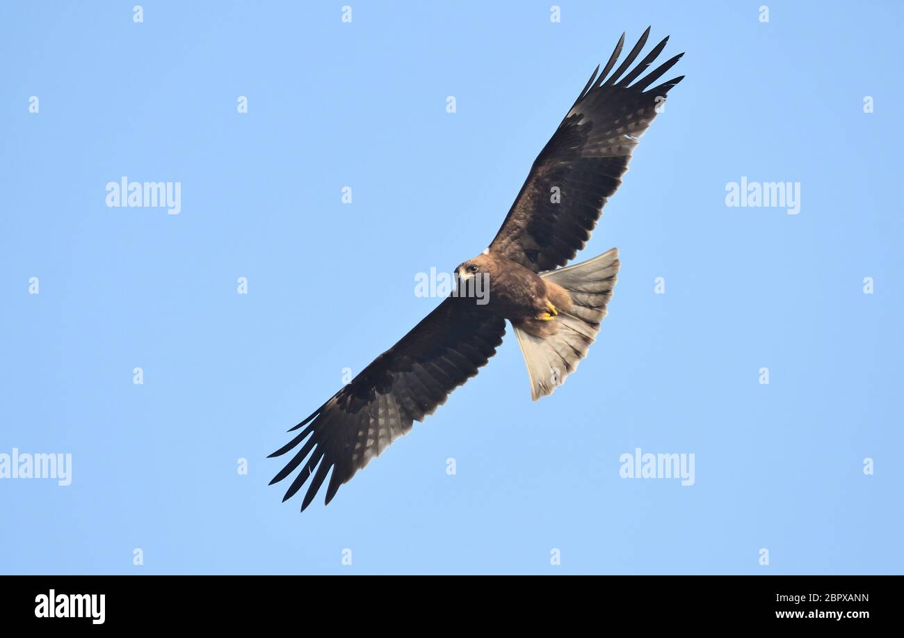 The booted eagle is a medium-sized mostly migratory bird of prey with a wide distribution in southern Asia. Stock Photo