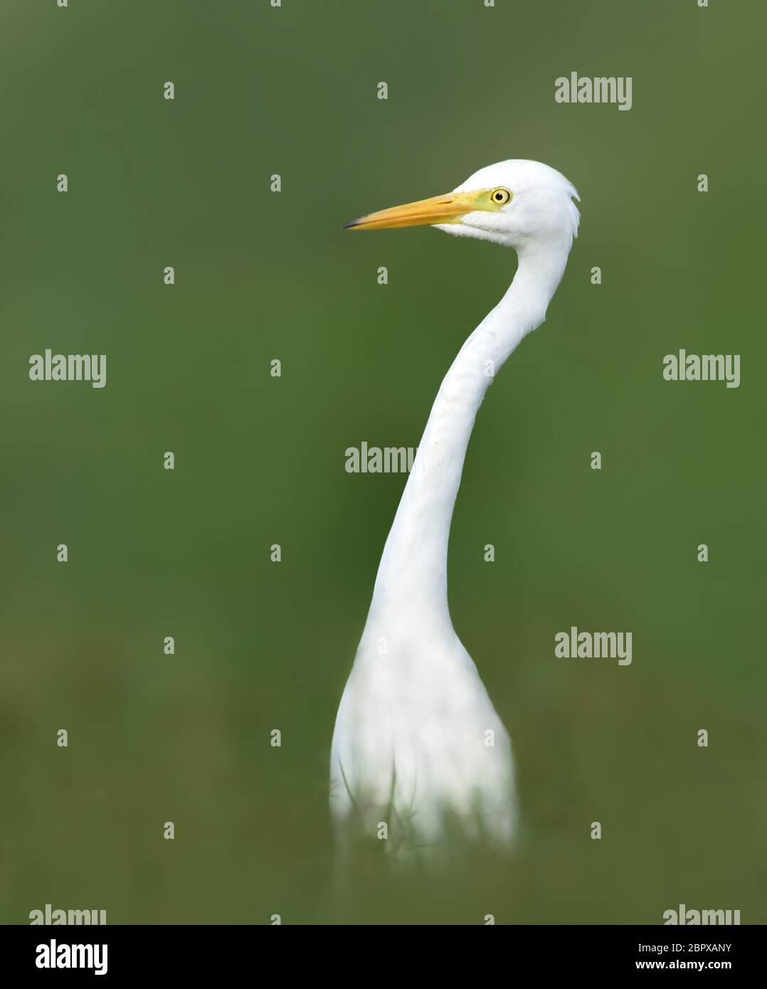 Intermediate Egret, This medium-sized heron in the genus Eg…