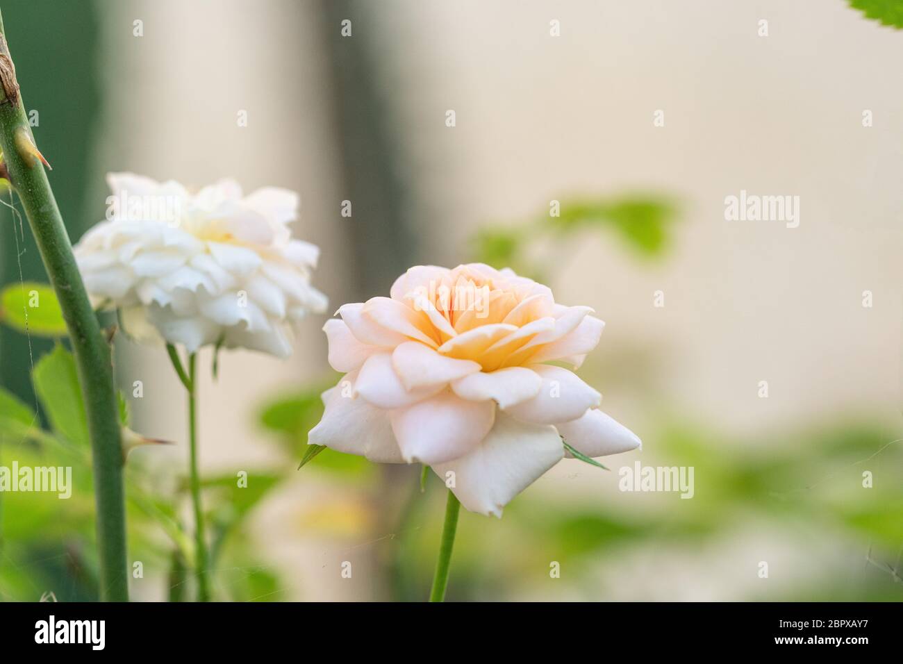 Beautiful pink rose in a garden (rose Stock Photo - Alamy