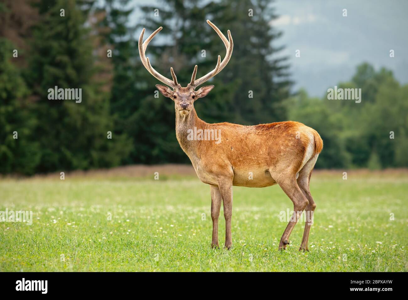 Red deer, cervus elaphus, stag with growing antlers covered in velvet standing on a meadow with short grass. Stock Photo