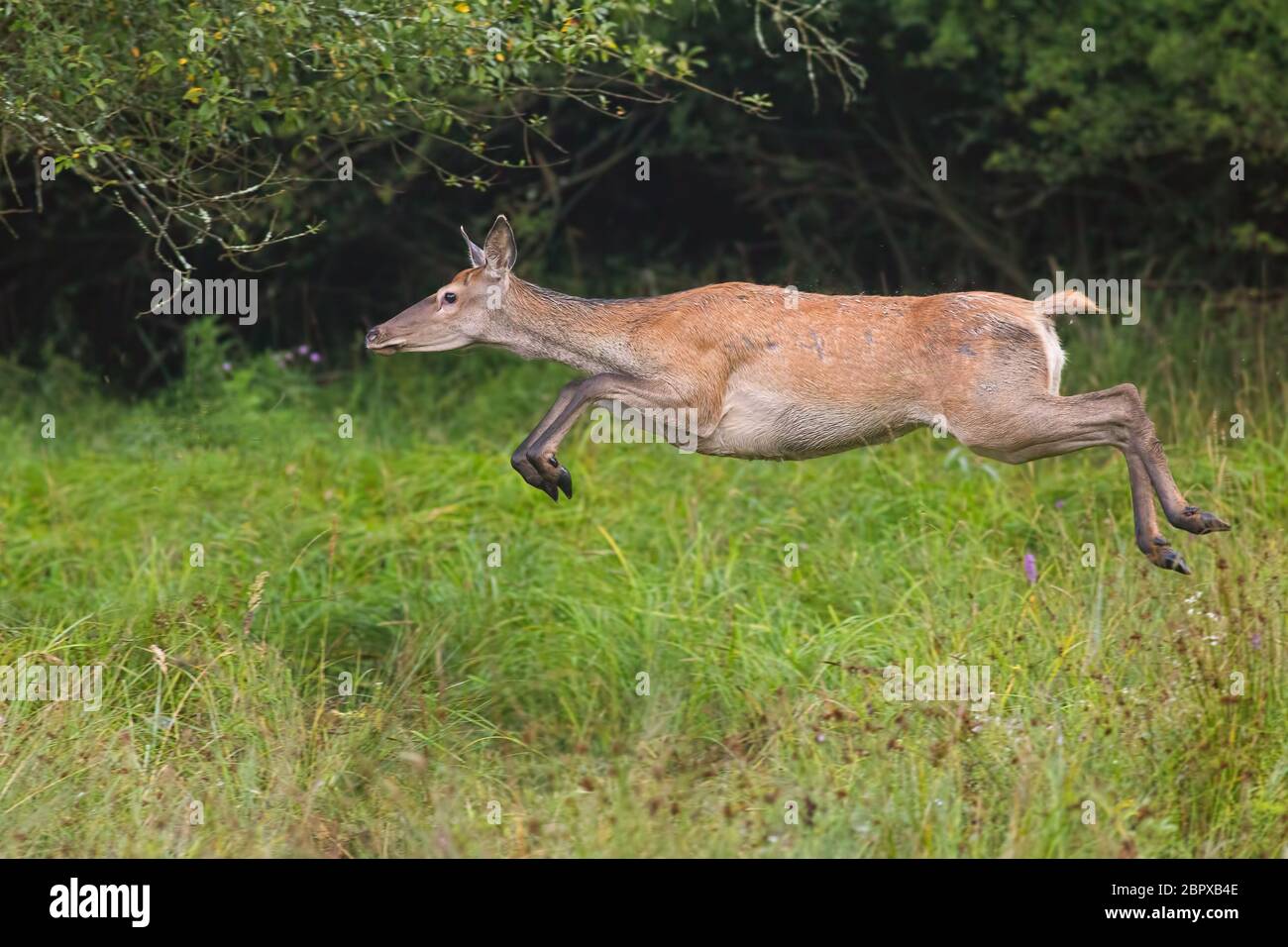 Red deer, cervus elaphus, runnig dynamically at high speed. Wildlife action scenery from nature. Mammal jumping while sprinting fast. Stock Photo