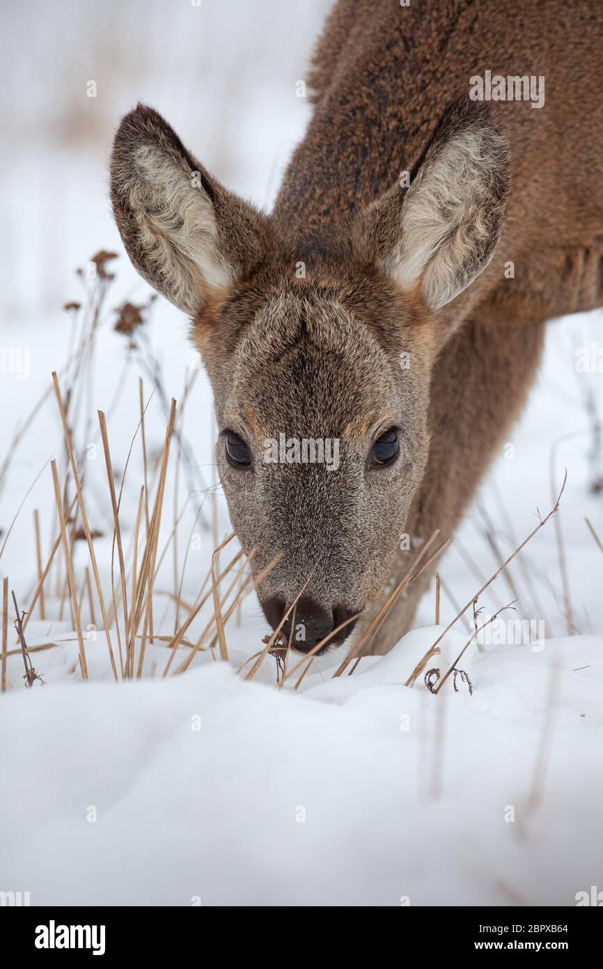 Hungry roe deer, capreolus capreolus, starving in deep snow in winter. Wild animal in freezing environment struggling to find food. Cold wildlife scen Stock Photo