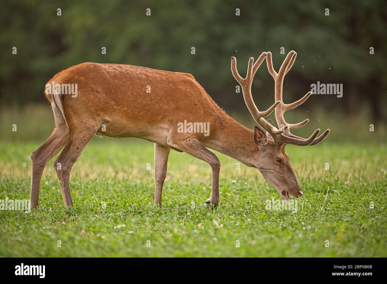 Red Deer, Cervus elaphus, stag with growing antlers covered in velvet. Wild animal in grass land with green blurred background during a fresh spring. Stock Photo