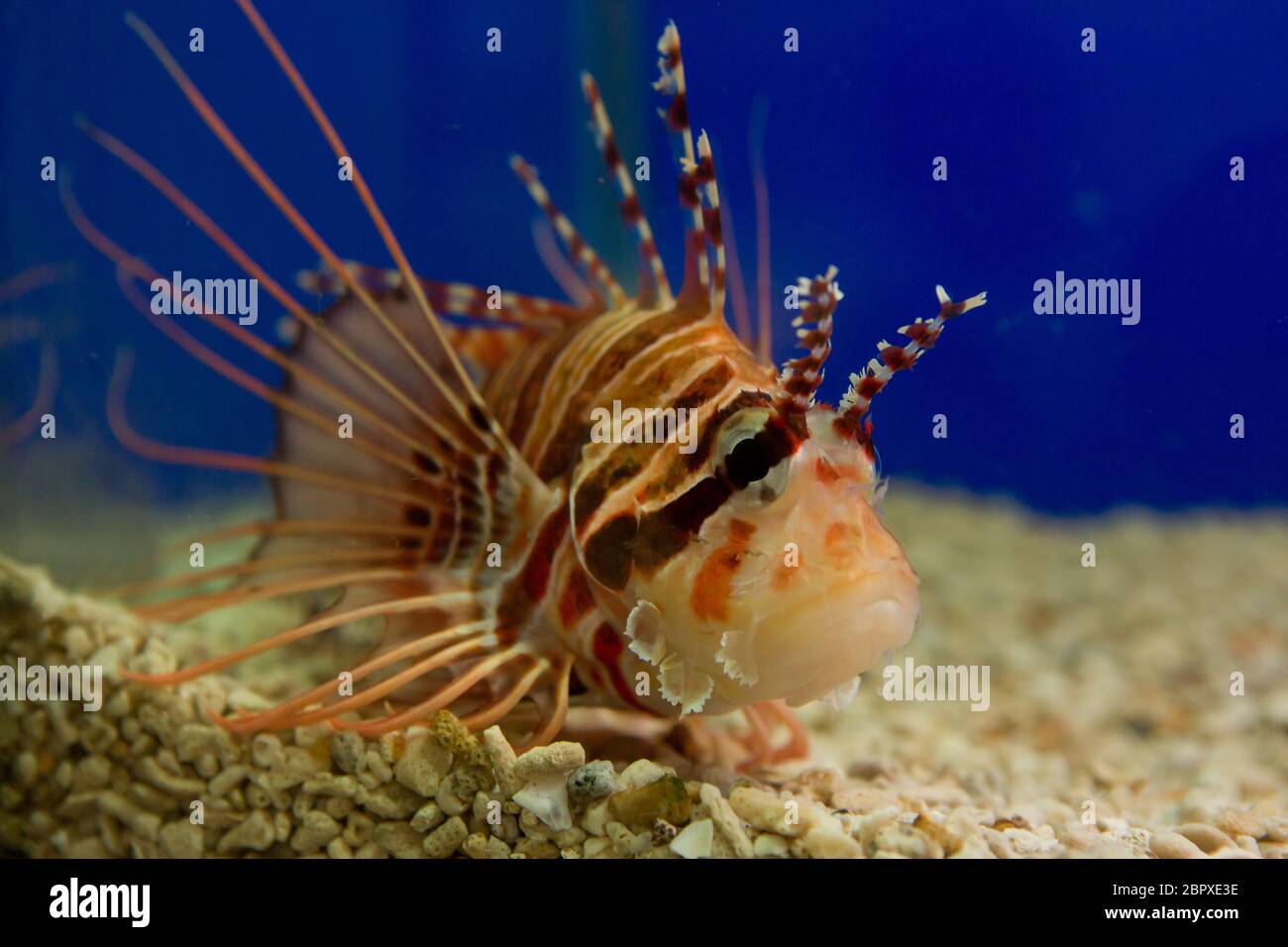One large pterois volitans fish with spikes and stripes Stock Photo - Alamy