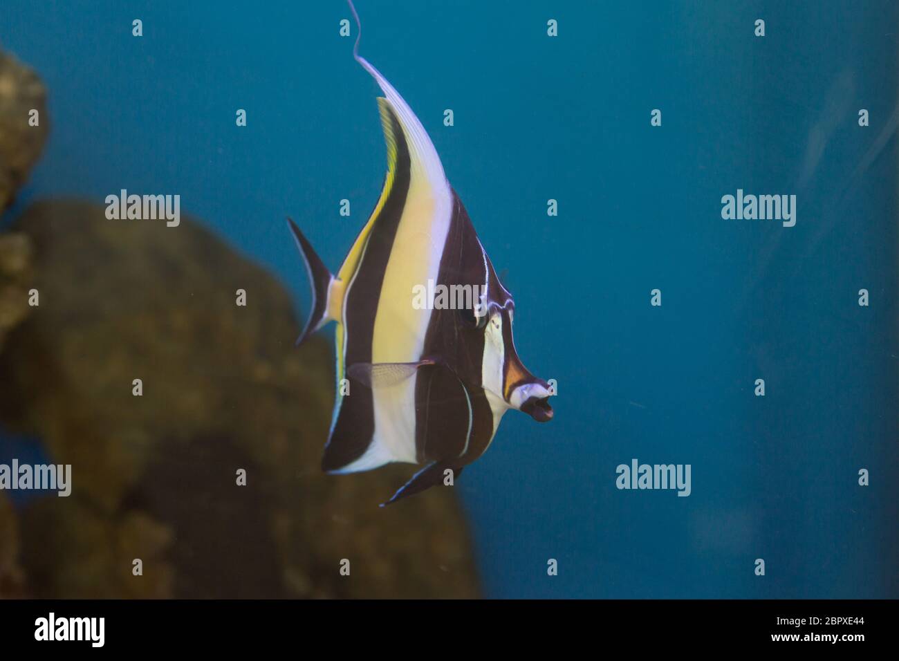 Moorish Idol the type of fish known as Gill in Finding Nemo. Stock Photo