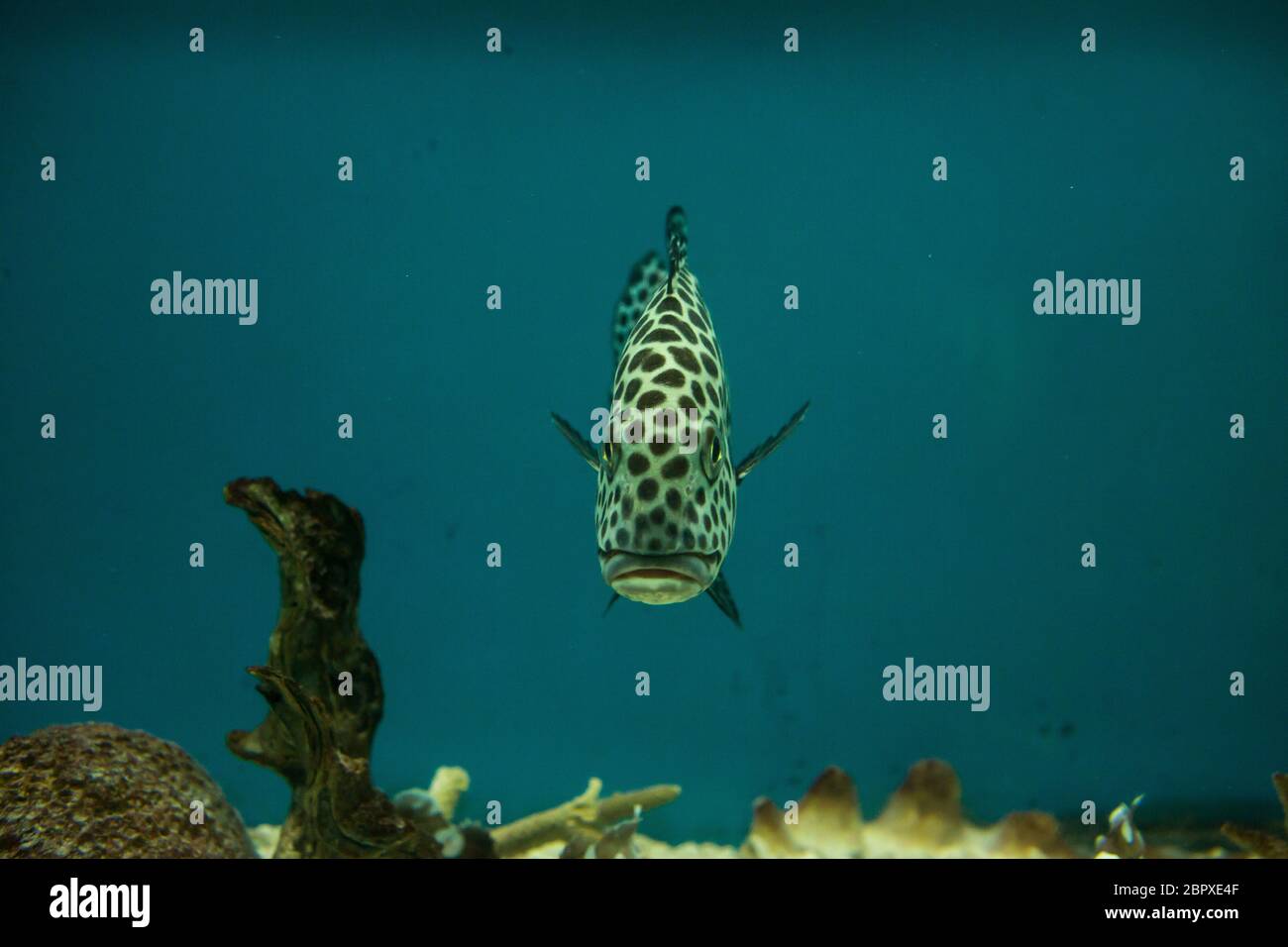 Harlequin sweetlips, Plectorhinchus chaetodonoides in the aquarium of Vietnam Stock Photo