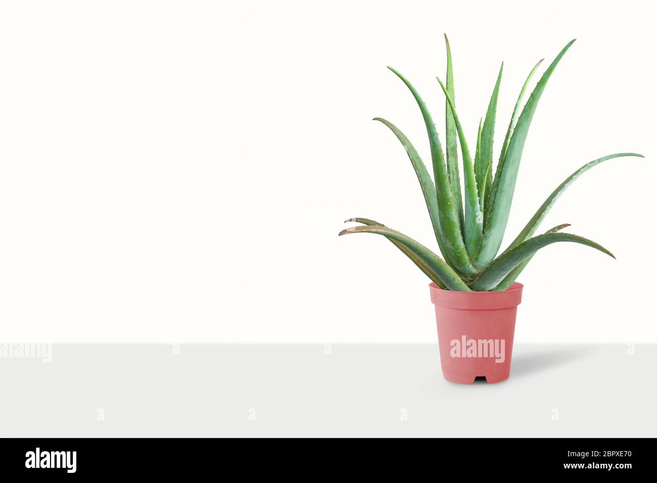 Aloe Vera plant in white pot soft shadow isolated on white background. Stock Photo