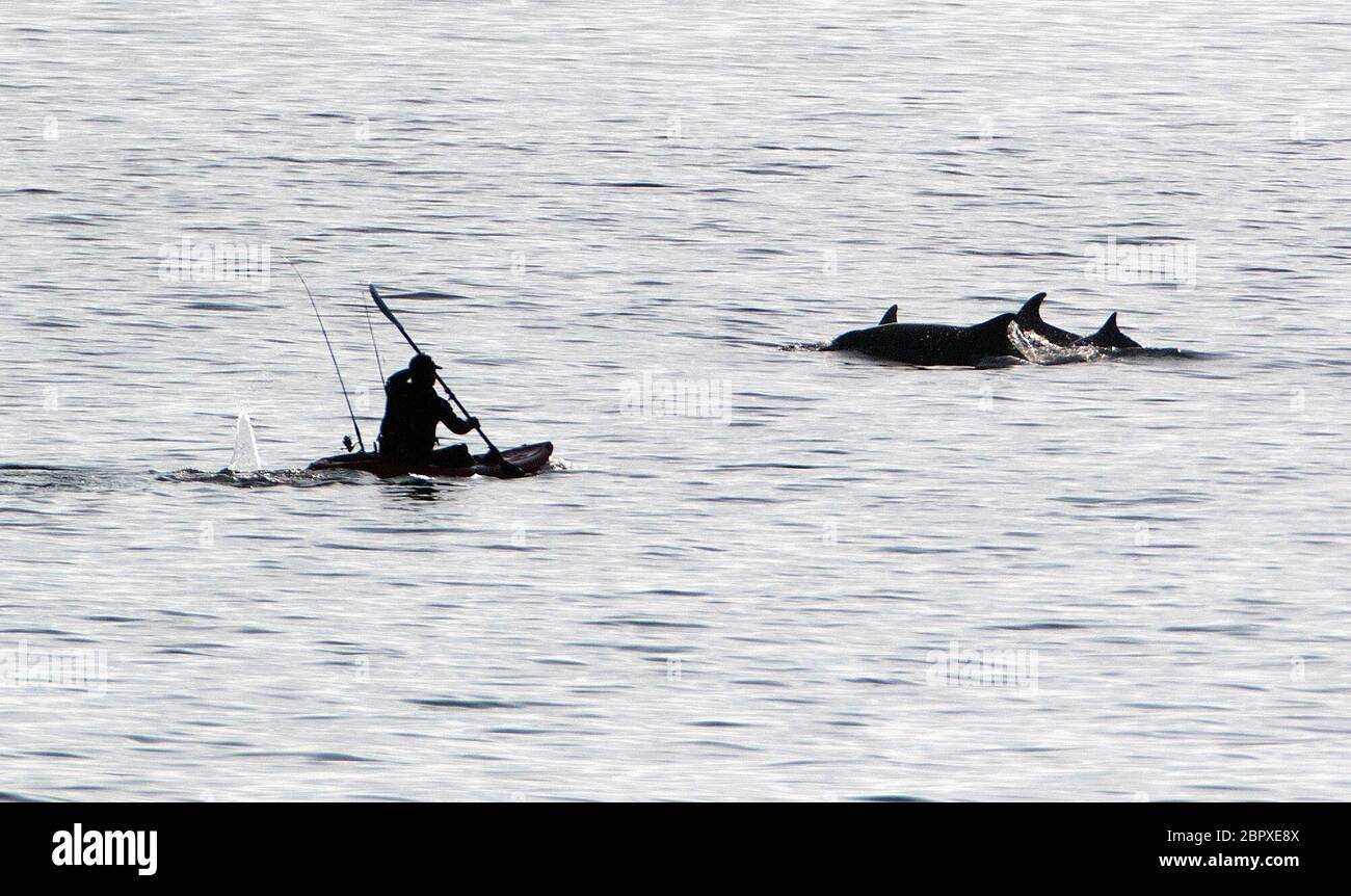 A pod of bottlenose dolphins off the north east coast between Whitley Bay and Cullercoats Bay as the temperature rises and the Met Office has predicted the hottest day of the year so far. Stock Photo