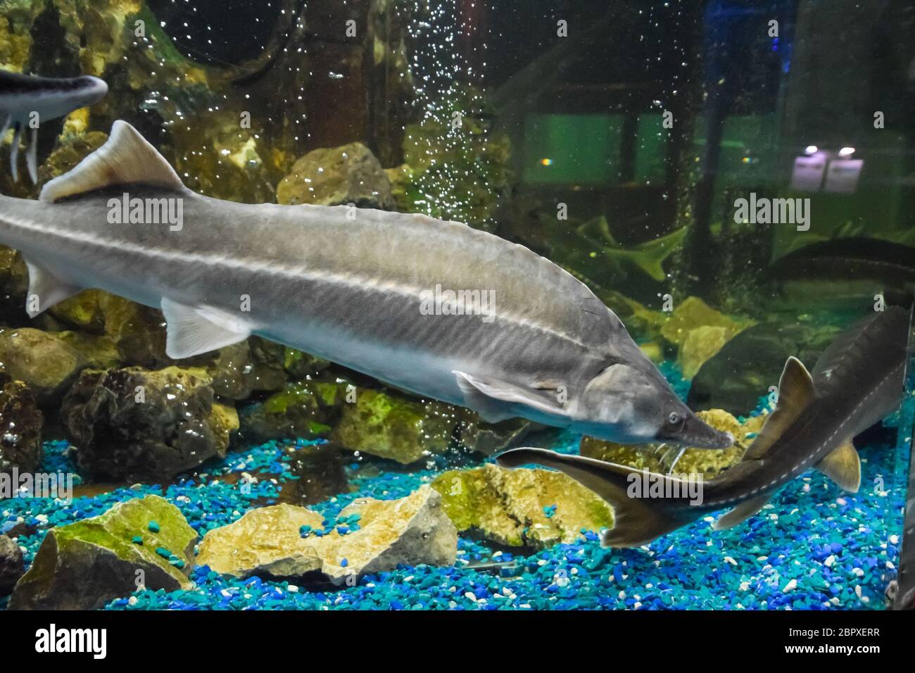 Fish sturgeon swims in the aquarium of the oceanarium. Sturgeon fish Stock Photo Alamy