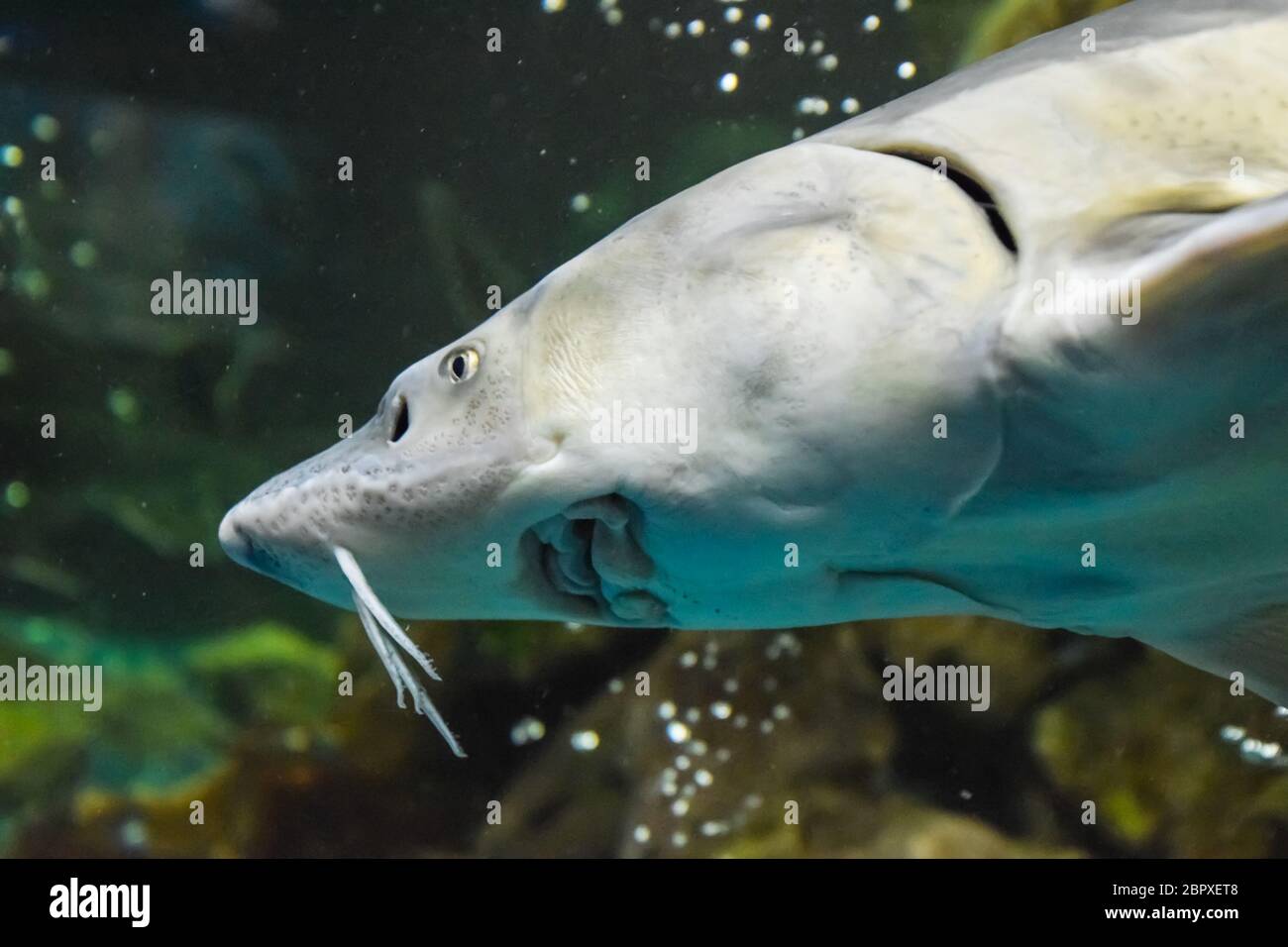 Fish sturgeon swims in the aquarium of the oceanarium. Sturgeon fish Stock Photo Alamy