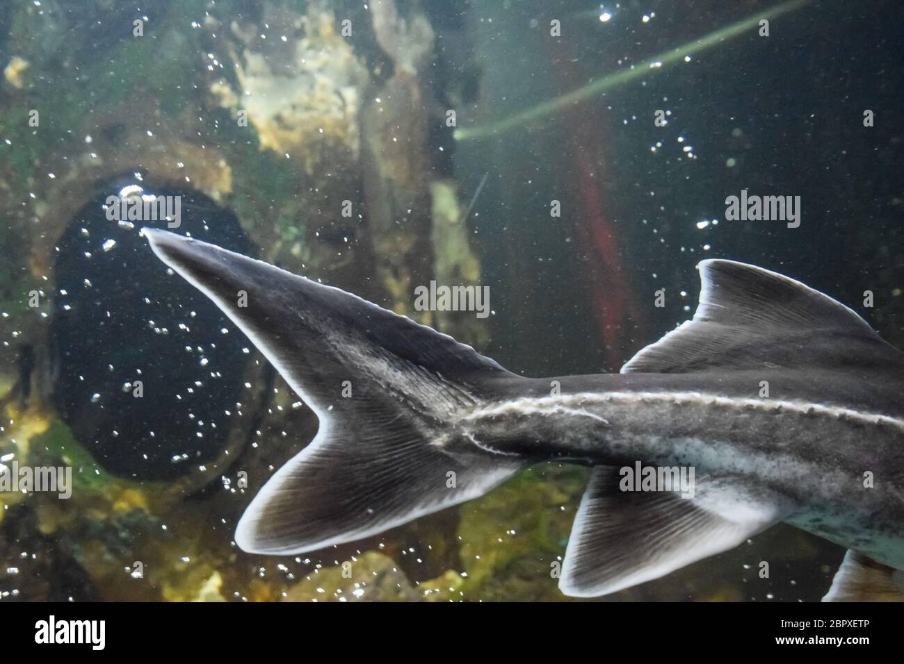 Fish sturgeon swims in the aquarium of the oceanarium. Sturgeon fish Stock Photo Alamy