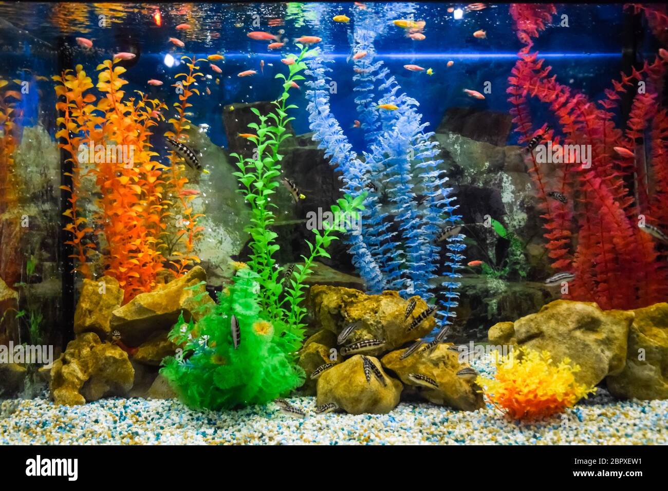 Wall mounted aquarium with tropical fish and algae. Stock Photo