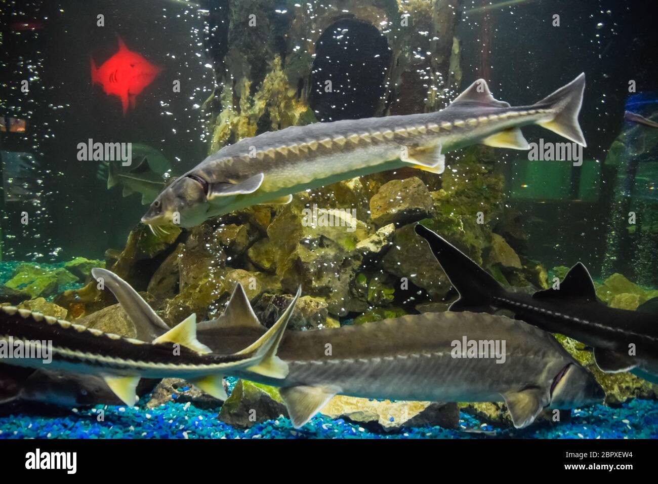 Fish sturgeon swims in the aquarium of the oceanarium. Sturgeon fish