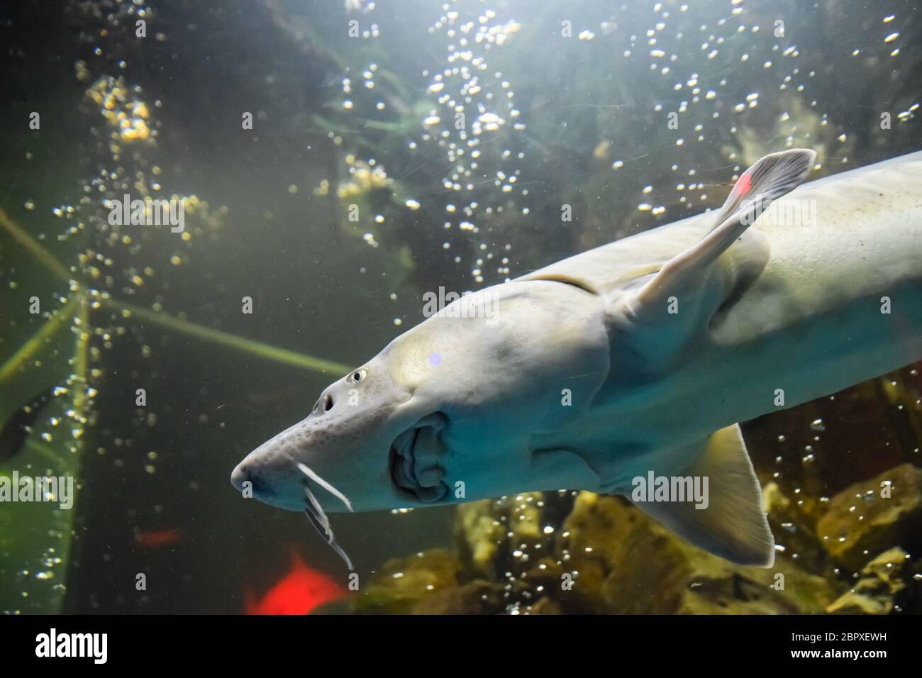 Fish sturgeon swims in the aquarium of the oceanarium. Sturgeon fish