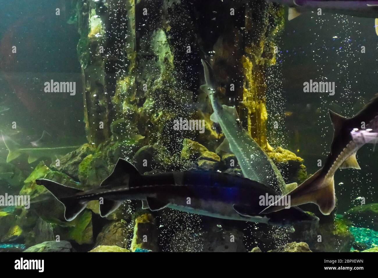 Fish sturgeon swims in the aquarium of the oceanarium. Sturgeon fish Stock Photo Alamy