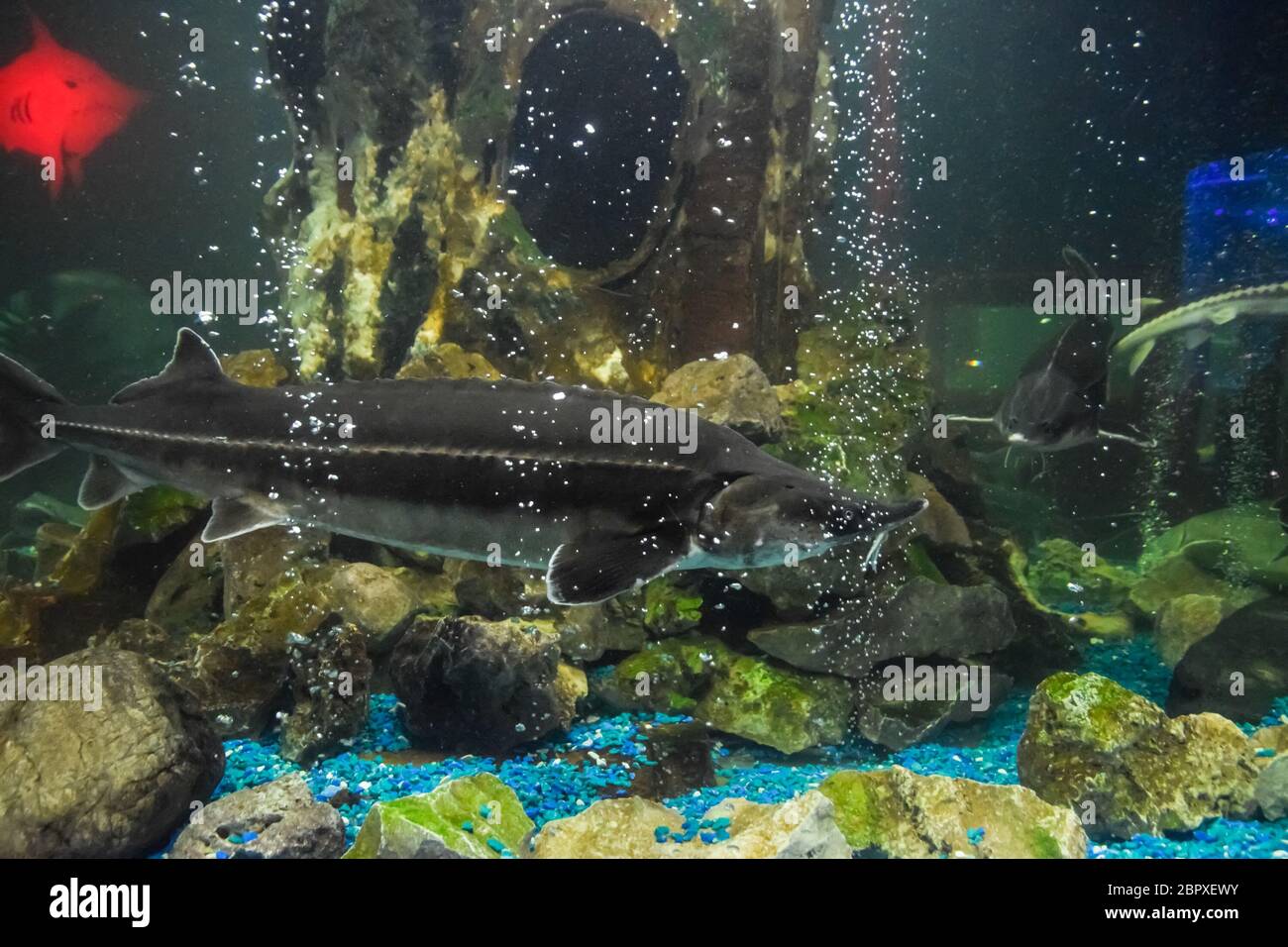 Fish sturgeon swims in the aquarium of the oceanarium. Sturgeon fish Stock Photo Alamy