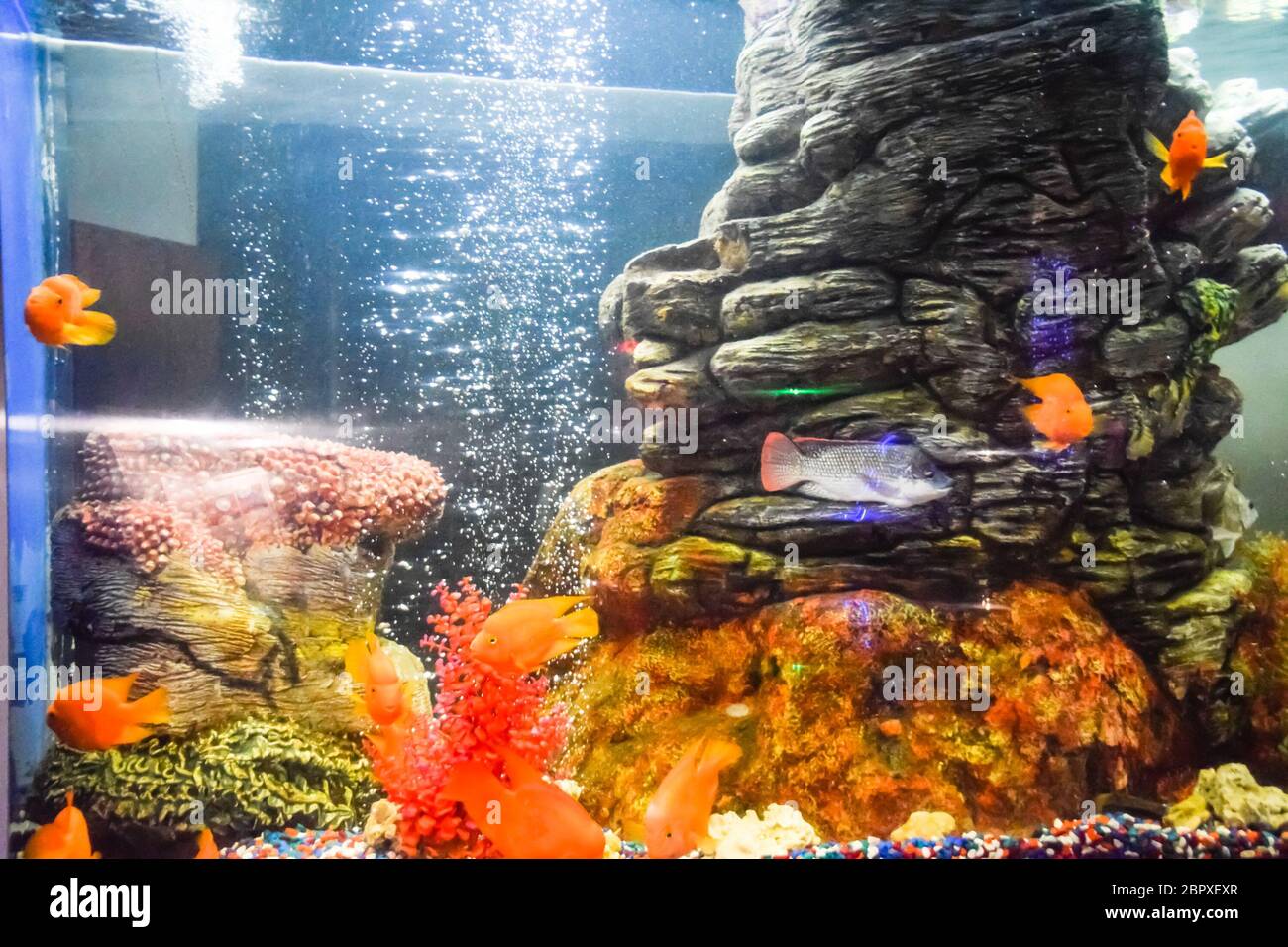 Fish in the aquarium of the aquarium, Scaridae Stock Photo
