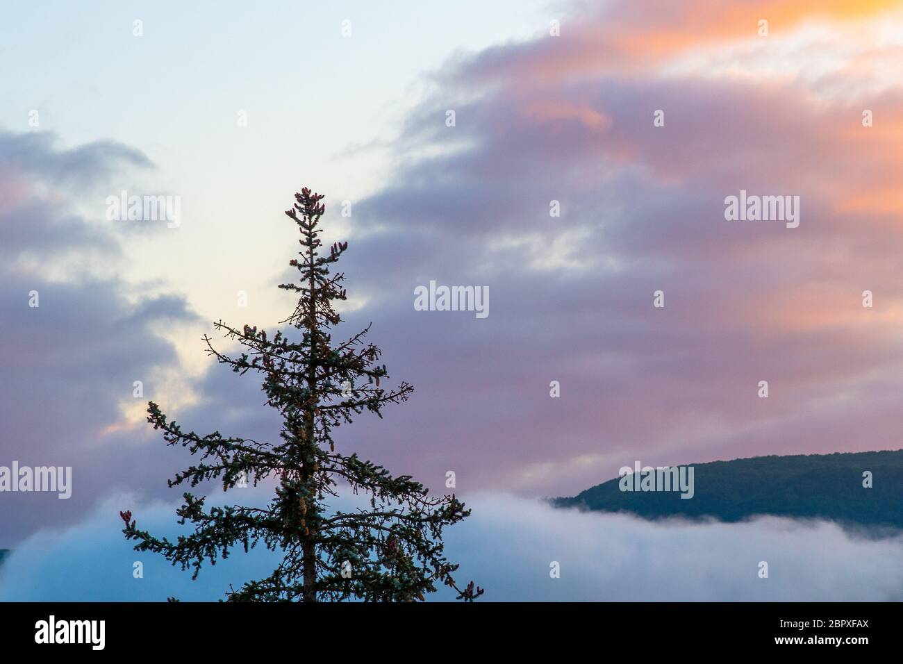 foggy tree silhouette at dusk or dawn with mountain Stock Photo
