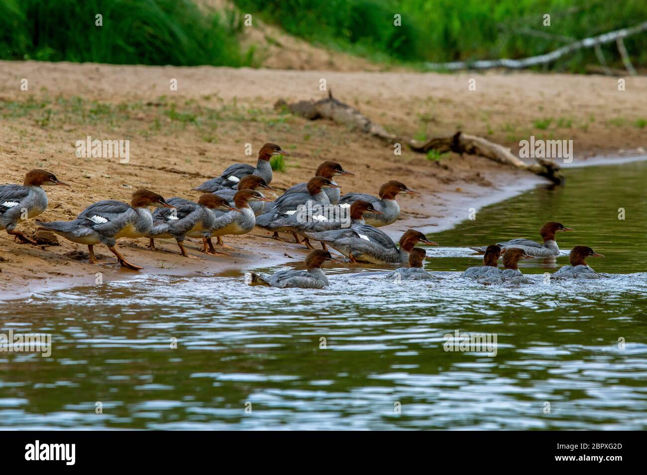 Ducks swimming in the river Gauja. Ducks on coast of river Gauja in Latvia. Duck is a waterbird with a broad blunt bill, short legs, webbed feet, and Stock Photo