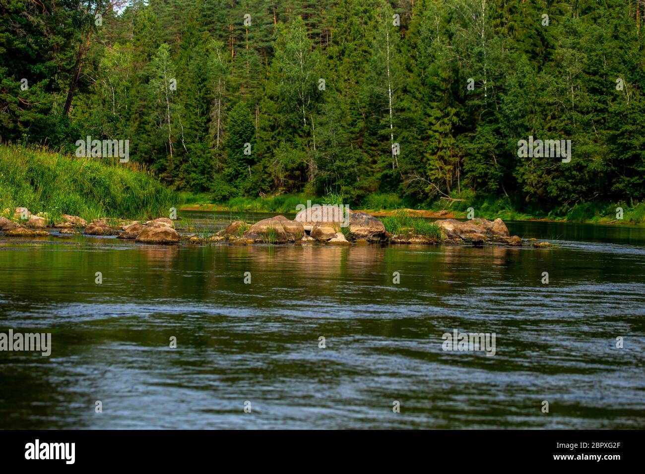 Landscape of flowing river and green forest on coast. Stones in the river. Gauja is the longest river in Latvia, which is located only in the territor Stock Photo