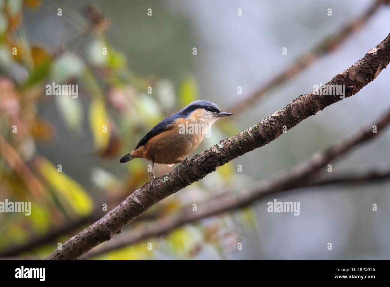 White tailed Nuthatch, Sitta himalayensis, Pangolekha Wildlife Sanctuary, Sikkim, India Stock Photo