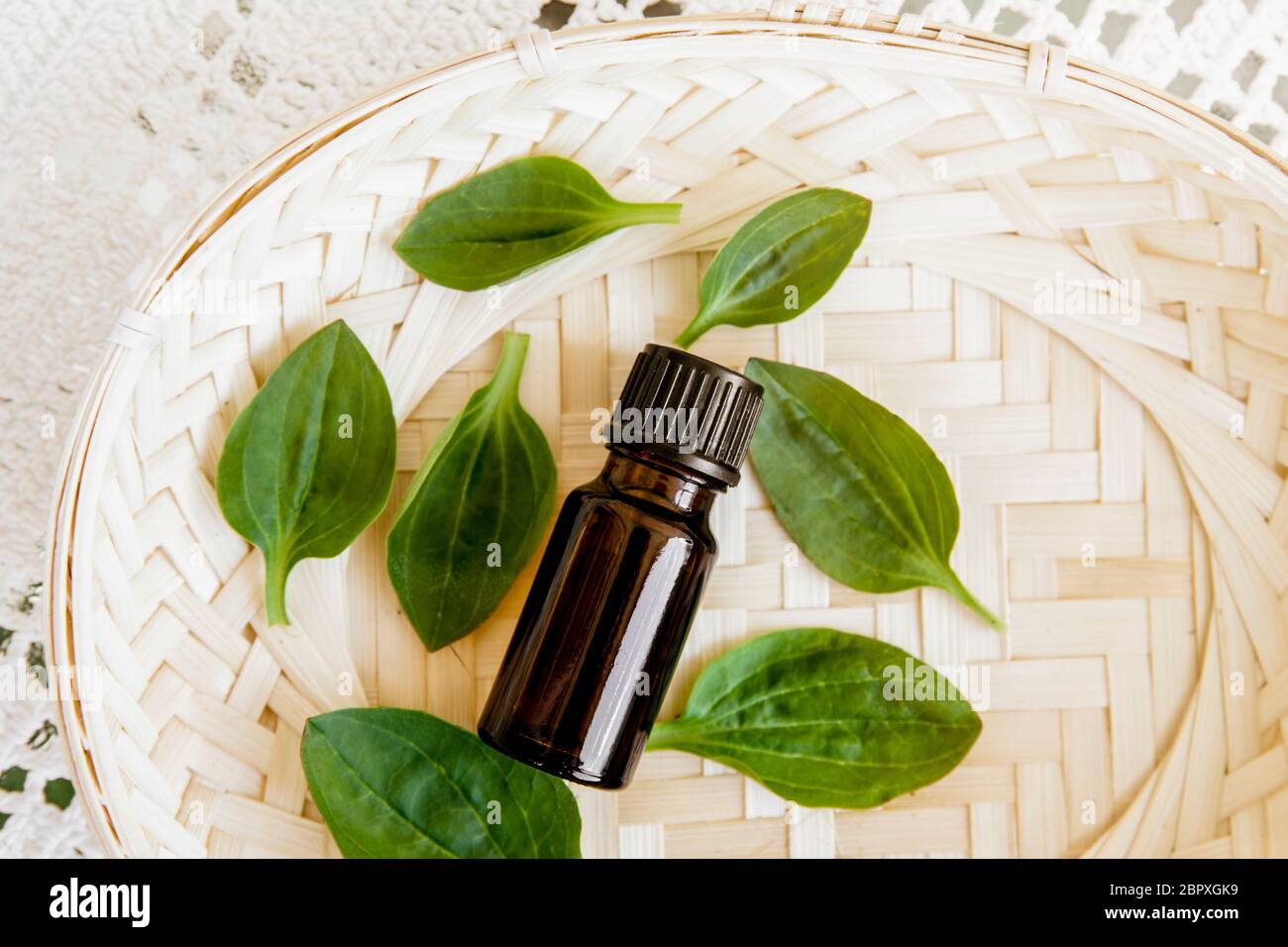 Plantago major, broadleaf plantain, white man's foot, or greater plantain tincture in dropper bottle with fresh plant leaves. Flat lay. Stock Photo