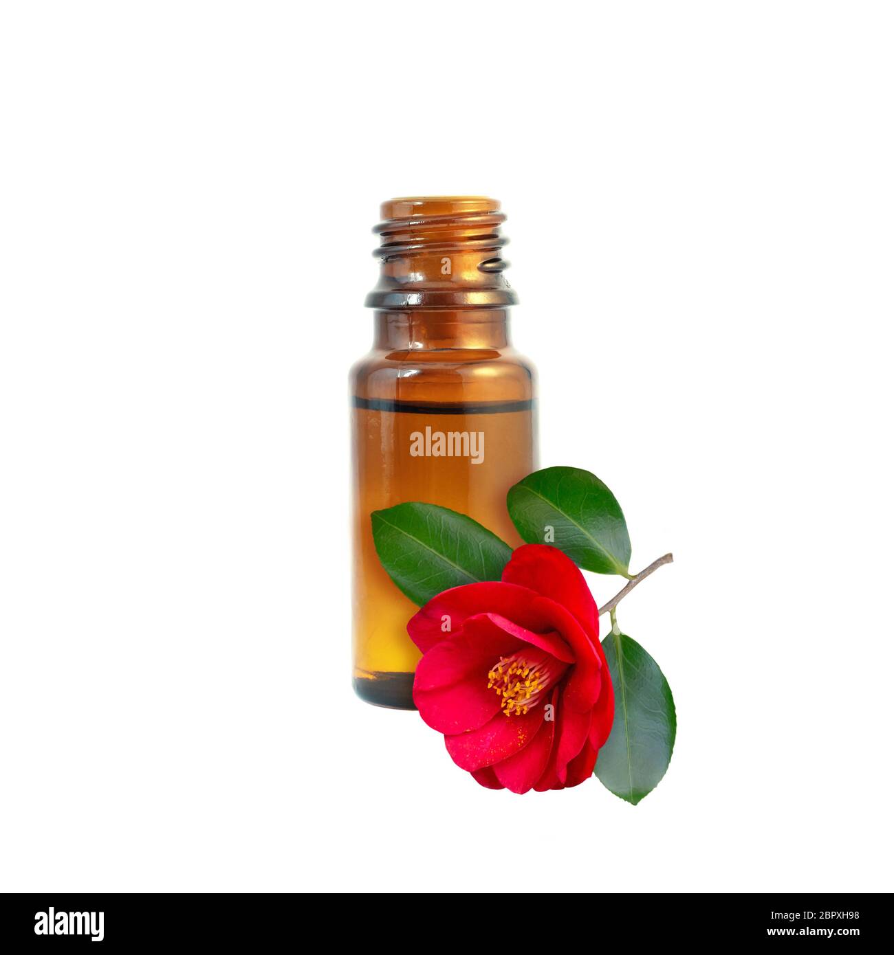 Camellia oil in the dark amber glass bottle and red flower isolated on white. Stock Photo