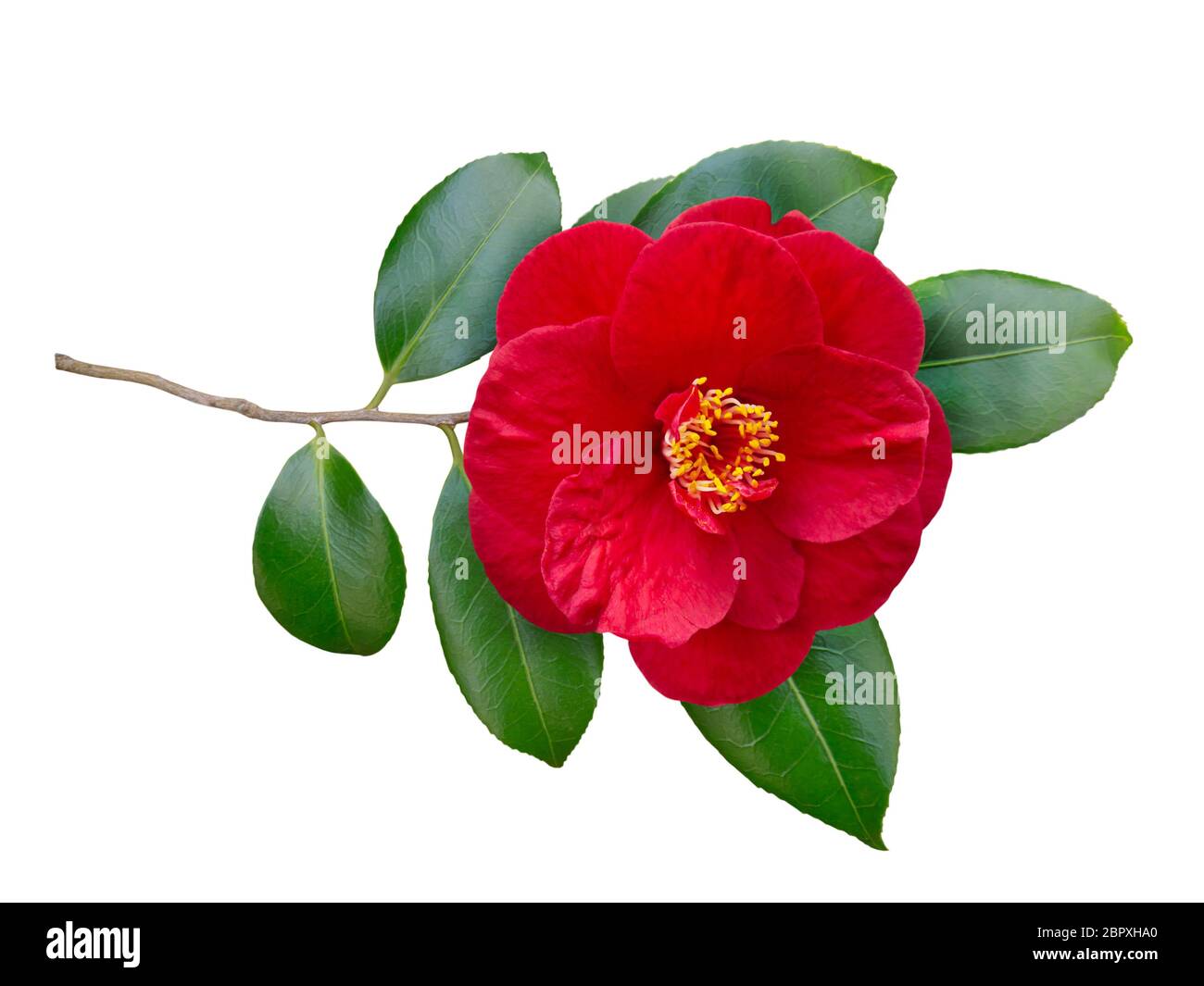 Red camellia semi-double form open flower and leaves isolated on white. Japanese symbol of love. Stock Photo