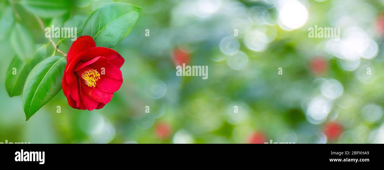 Red camellia japanese semi-double form flower and leaves in the corner of the long horizontal background. Stock Photo