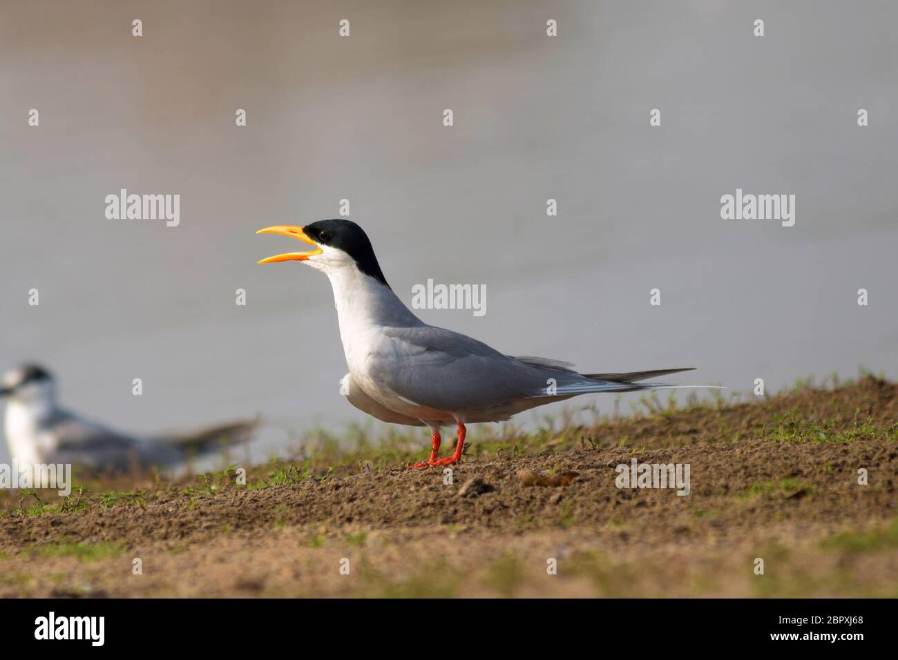 Sterna aurantia bird hires stock photography and images Alamy