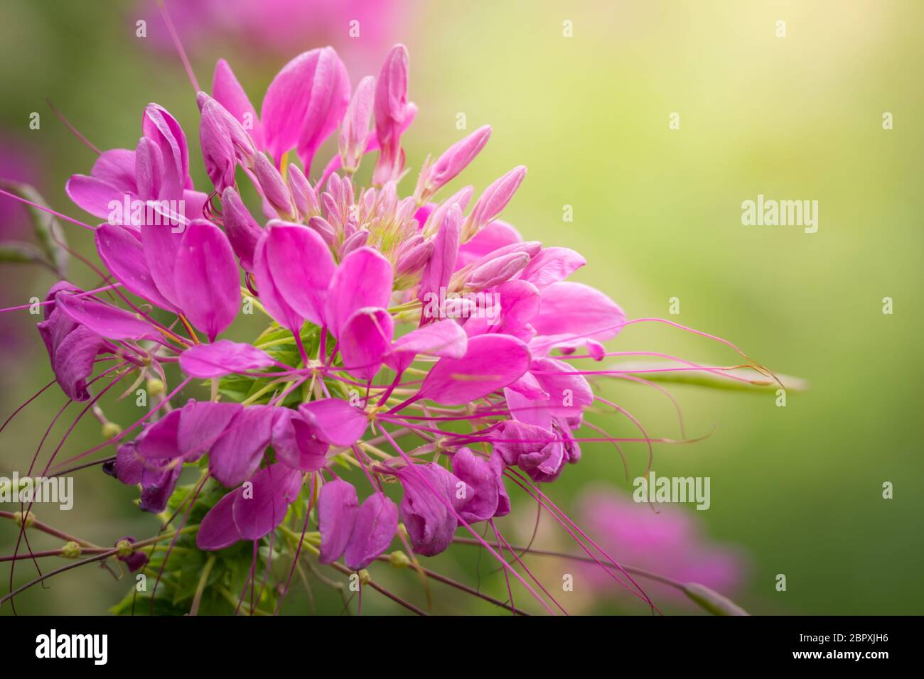 The background image of the colorful flowers, background nature Stock ...
