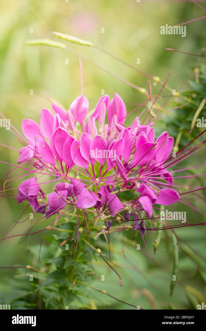 The background image of the colorful flowers, background nature Stock ...