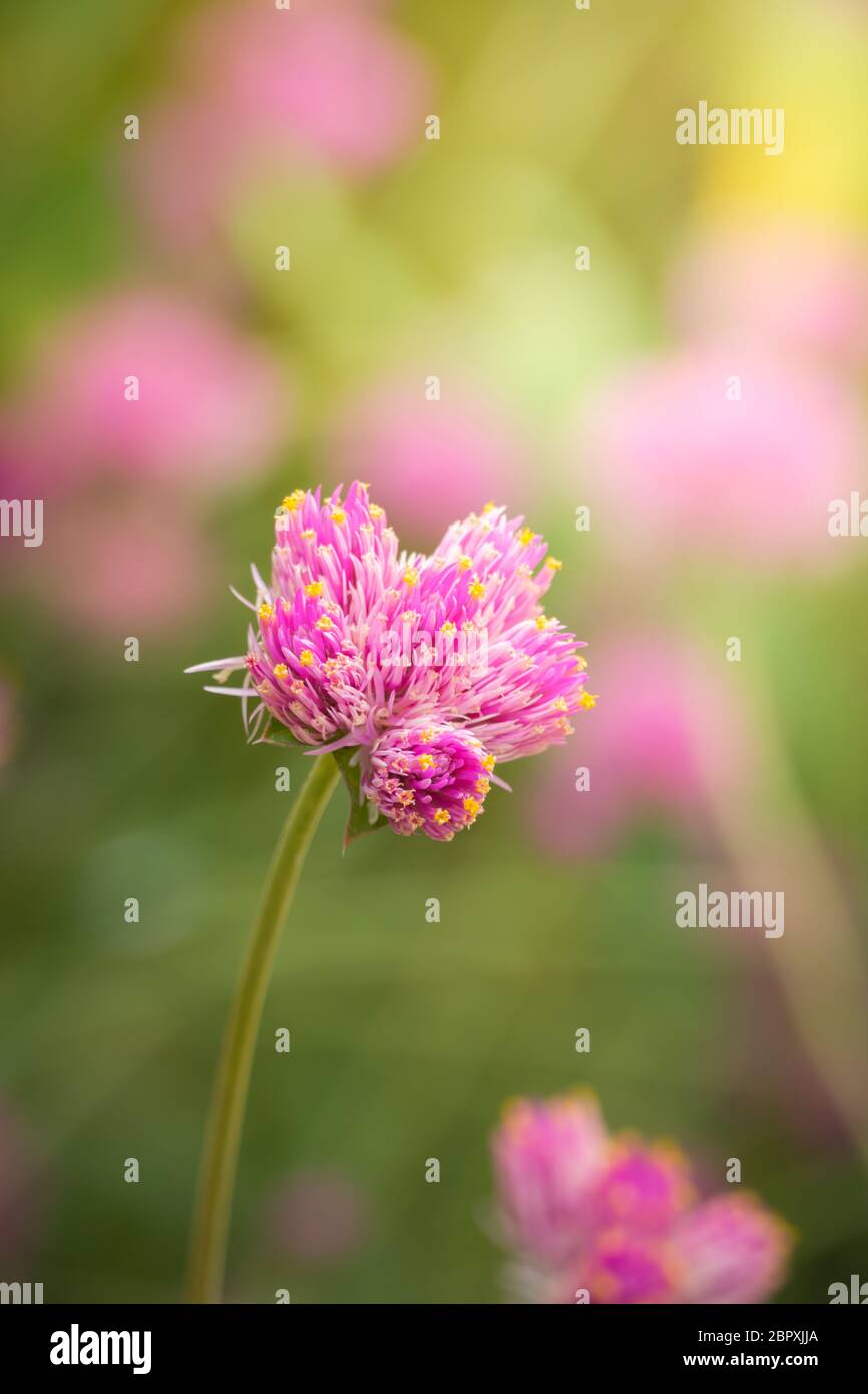 The background image of the colorful flowers, background nature Stock ...