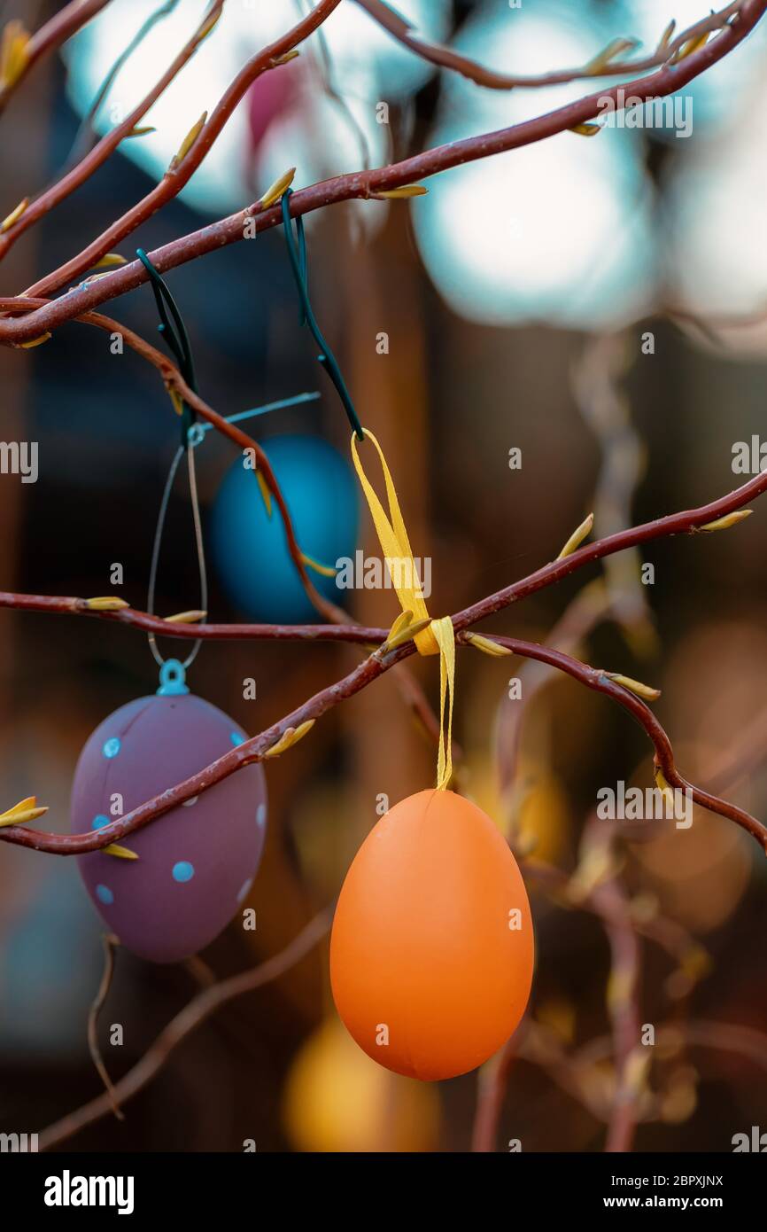 Hanging Easter eggs on tree with soft focus bokeh and color toned. Spring easter concept background. Stock Photo