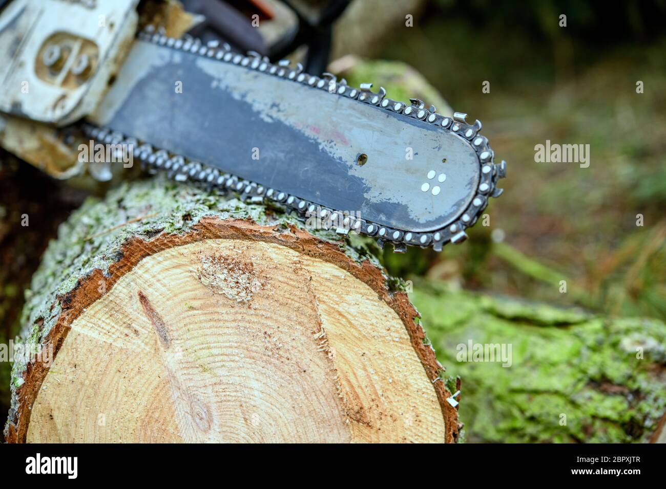 worn chainsaw on fresh felled tree Stock Photo Alamy