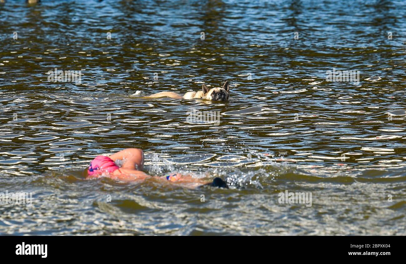 Brighton UK 20th May 2020 - Time for some doggy paddle for this hound amongst the early morning swimmers in Brighton in the hot sunshine today as temperatures are forecast to reach the high 20s in some parts of Britain today during the Coronavirus COVID-19 pandemic crisis  . Credit: Simon Dack / Alamy Live News Stock Photo