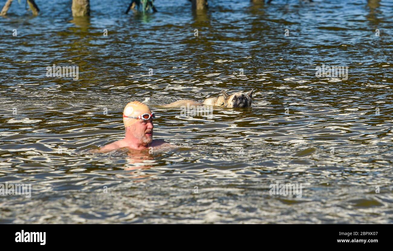 Brighton UK 20th May 2020 - Time for some doggy paddle for this hound amongst the early morning swimmers in Brighton in the hot sunshine today as temperatures are forecast to reach the high 20s in some parts of Britain today during the Coronavirus COVID-19 pandemic crisis  . Credit: Simon Dack / Alamy Live News Stock Photo
