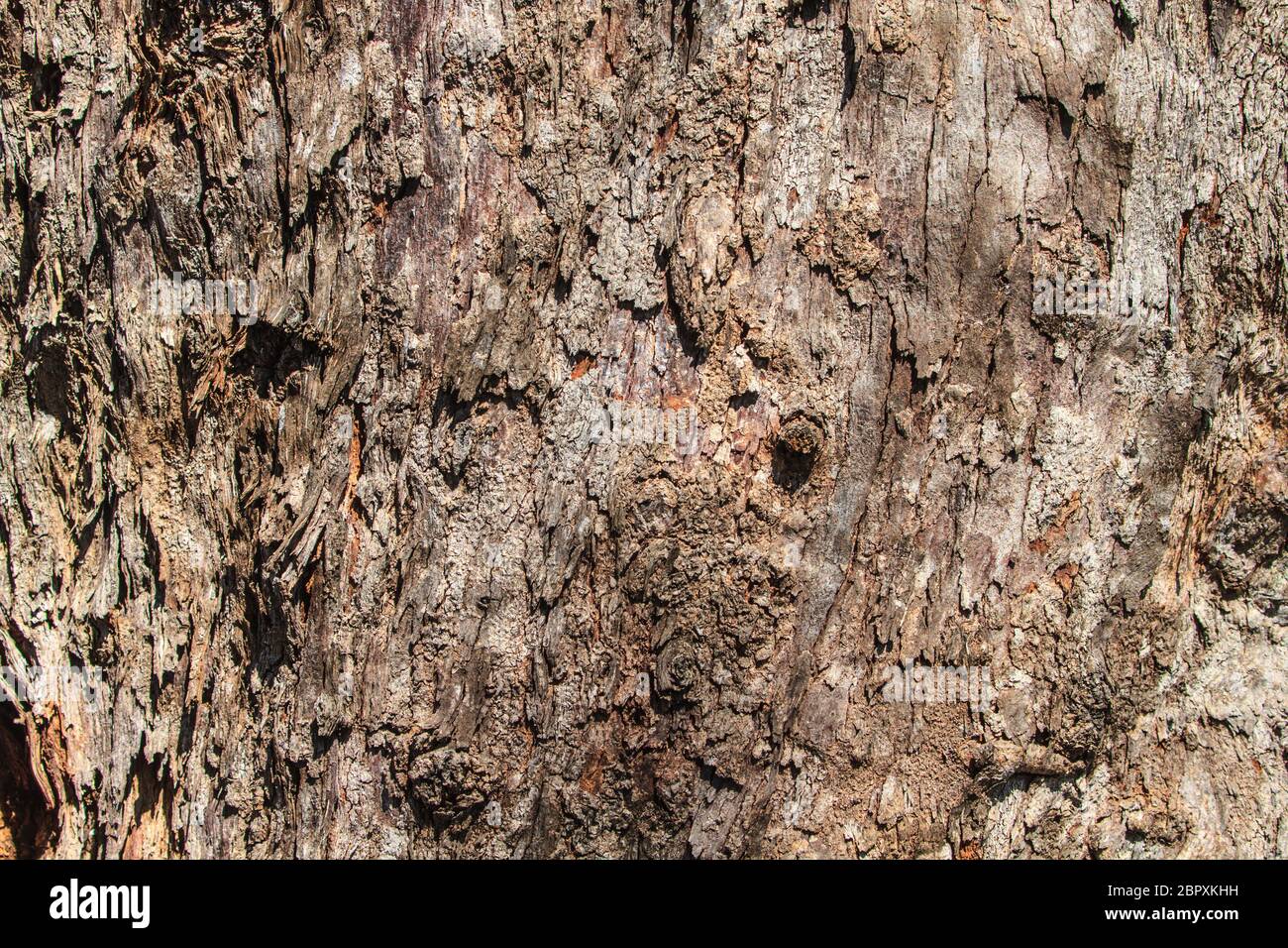 texture of bark wood use as natural background Stock Photo - Alamy