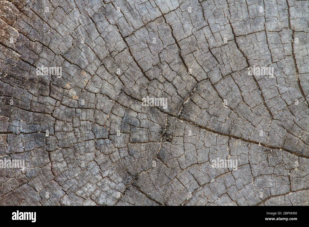 texture of bark wood use as natural background Stock Photo - Alamy