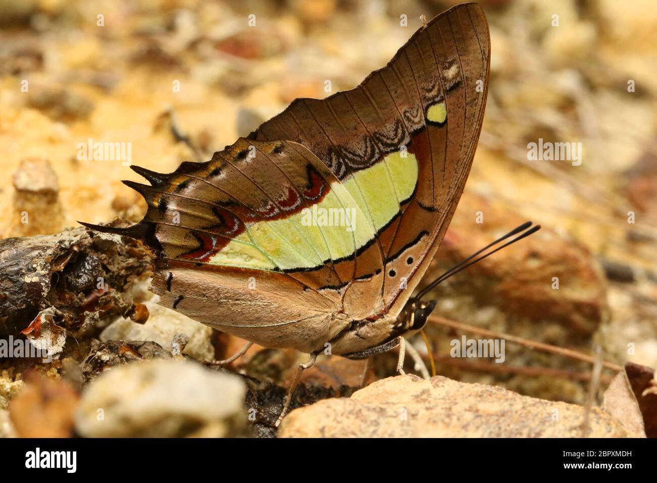 Common Nawab Butterfly, Polyura athamas, Belvai, Udupi Karnataka India Stock Photo