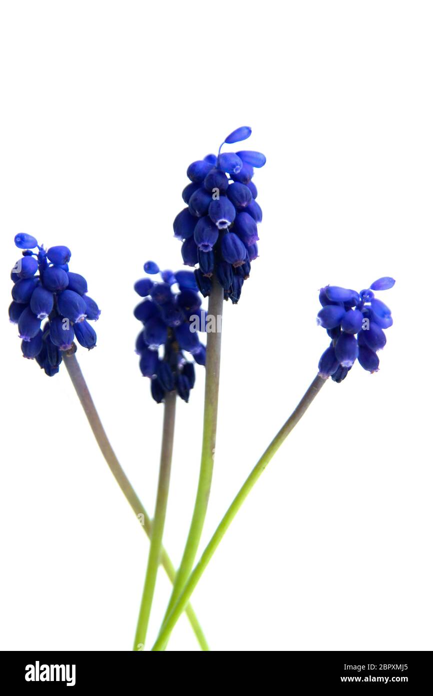 Selective focus shot of beautiful Muscari Grape Hyacinth flowers with a white background Stock Photo