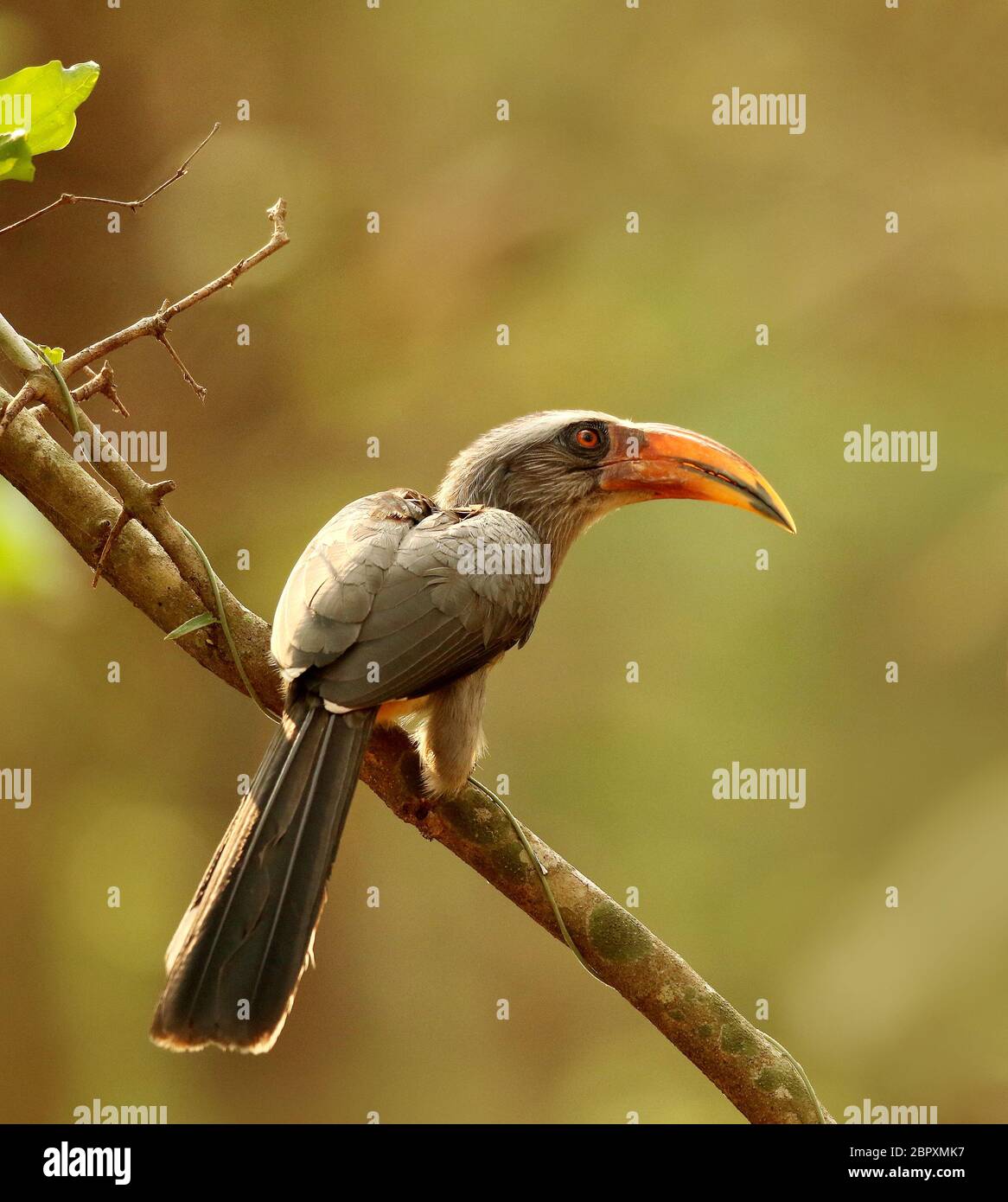 Malabar Grey Hornbill, Ocyceros griseus, Dandeli, Karnataka, India Stock Photo
