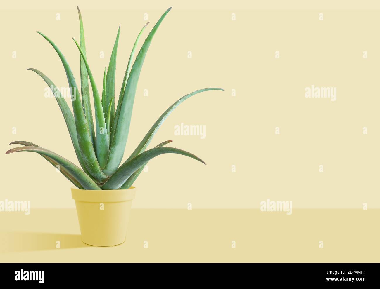 Aloe Vera plant in white pot soft shadow isolated on white background. Stock Photo