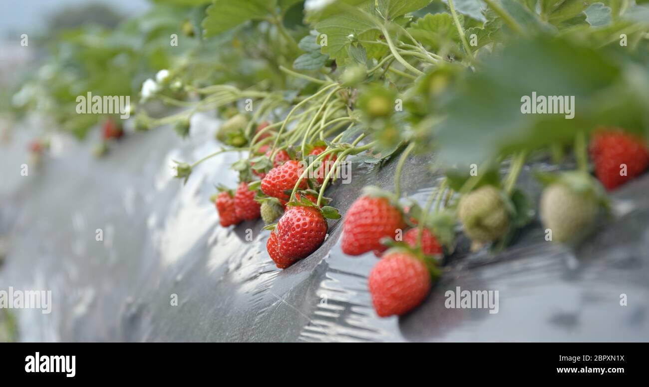 Fresh Strawberry farm Stock Photo - Alamy