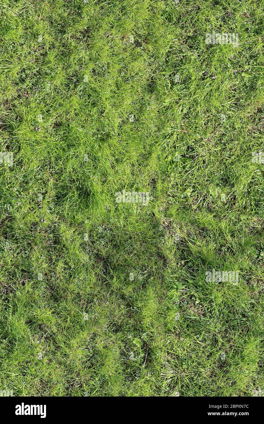 meadow with green grass, seamless texture Stock Photo